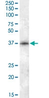 PAB13668 - CDK10
