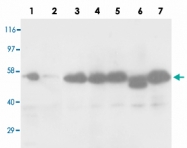 PAB13681 - Caspase-8 / FLICE