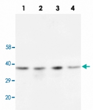 PAB13682 - CD82