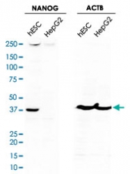 PAB13694 - NANOG