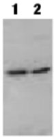 PAB13705 - MYD88