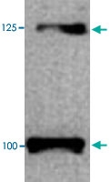 PAB13709 - CD295 / Leptin Receptor