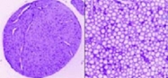 PAB13719 - Laminin alpha 1