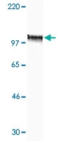 PAB13772 - STAT2