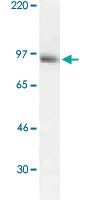 PAB13773 - STAT3