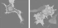 PAB13779 - TNFRSF21 / Death receptor 6 (DR6)