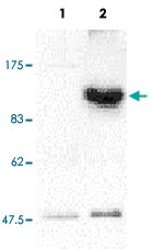PAB13791 - CARD4 / NOD1