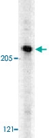 PAB13803 - CASP8AP2 / FLASH