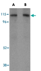 PAB13805 - CD107b / LAMP2