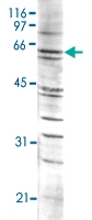 PAB14045 - HDAC1