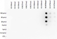 PAB14056 - Histone H3