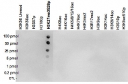 PAB14058 - Histone H3