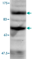 PAB14060 - ASH2L / ASH2L1