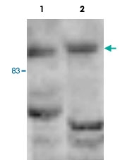 PAB14063 - BAT8