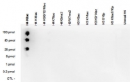 PAB14070 - Histone H4