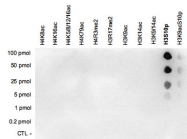 PAB14082 - Histone H3