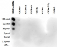 PAB14091 - Histone H3