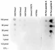PAB14096 - Histone H3