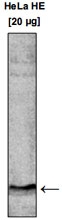 PAB14099 - Histone H3