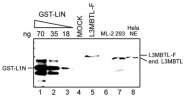 PAB14105 - L3MBTL1