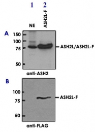 PAB14106 - ASH2L / ASH2L1