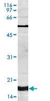 PAB14109 - Histone H3
