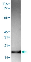 PAB14111 - Histone H3