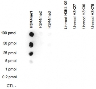 PAB14112 - Histone H3