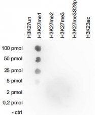 PAB14115 - Histone H3