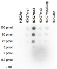 PAB14119 - Histone H3
