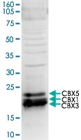 PAB14123 - CBX1