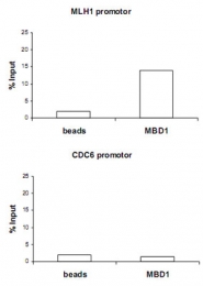 PAB14126 - MBD1