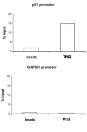 PAB14128 - TP53 / p53