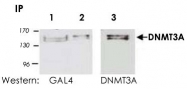 PAB14131 - DNMT3A