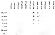 PAB14132 - Histone H3
