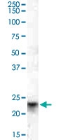 PAB14142 - Tetraspanin-8