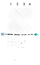PAB14167 - MARCKS