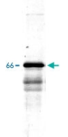 PAB14168 - Alpha-Internexin