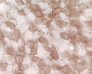 PAB14315 - Synuclein