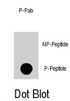 PAB1647 - RAPTOR
