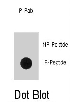 PAB1657 - B-Raf proto-oncogene