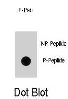 PAB1676 - CDC25A