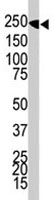 PAB1833 - DNMT1