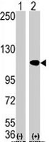 PAB1843 - AOF2