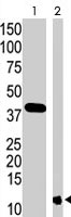 PAB1859 - SUMO3 / SMT3A
