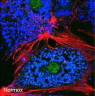 PAB1863 - BNIP3L / BNIP3A