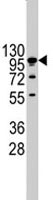 PAB1864 - Cadherin-4