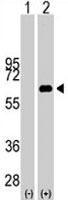 PAB1902 - c-Myc