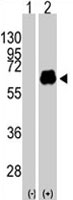 PAB1905 - c-Myc