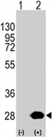 PAB2048 - HSPB1 / HSP27